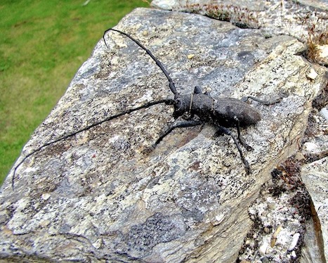 longhorn beetle